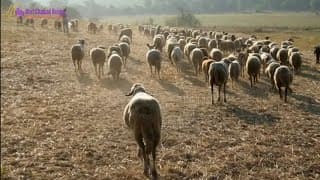 Edom não deixa Israel passar