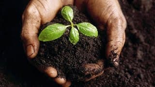 Você colhe muito mais do que planta