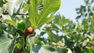 O 1º pecado, o fruto proibido