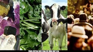 Você alimenta os Anjos
